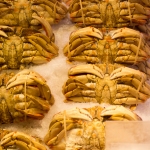 Dungeness Crab